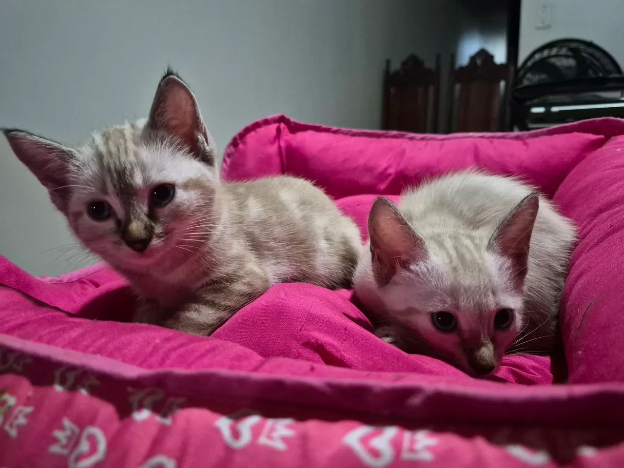Doação de gatinhas - Foto 4