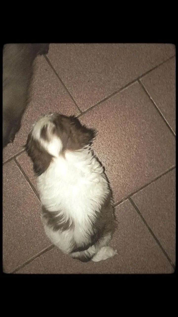 Vende se Shitzu  - Foto 2