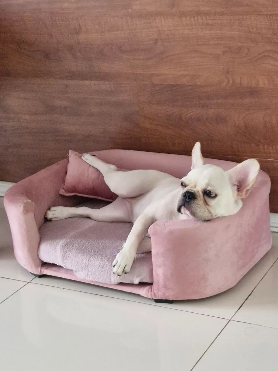 Bulldog francês  - Foto 4