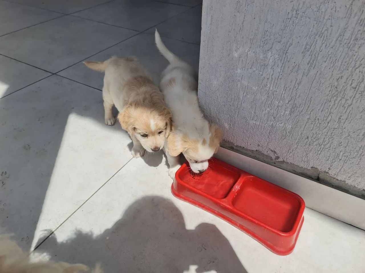 Fêmeas para adoção  - Foto 3