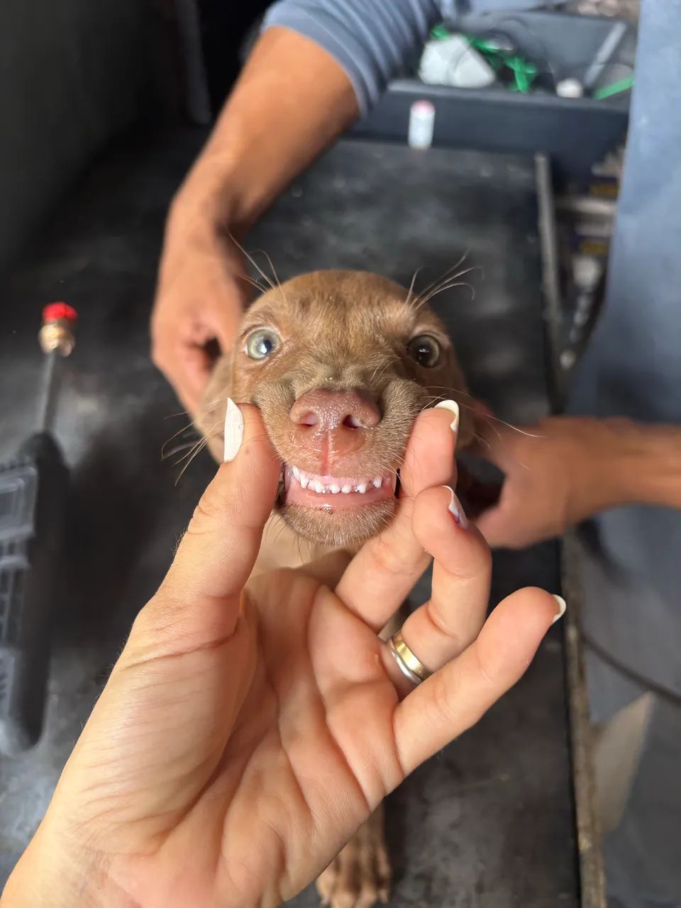 Doação de cachorro  - Foto 3