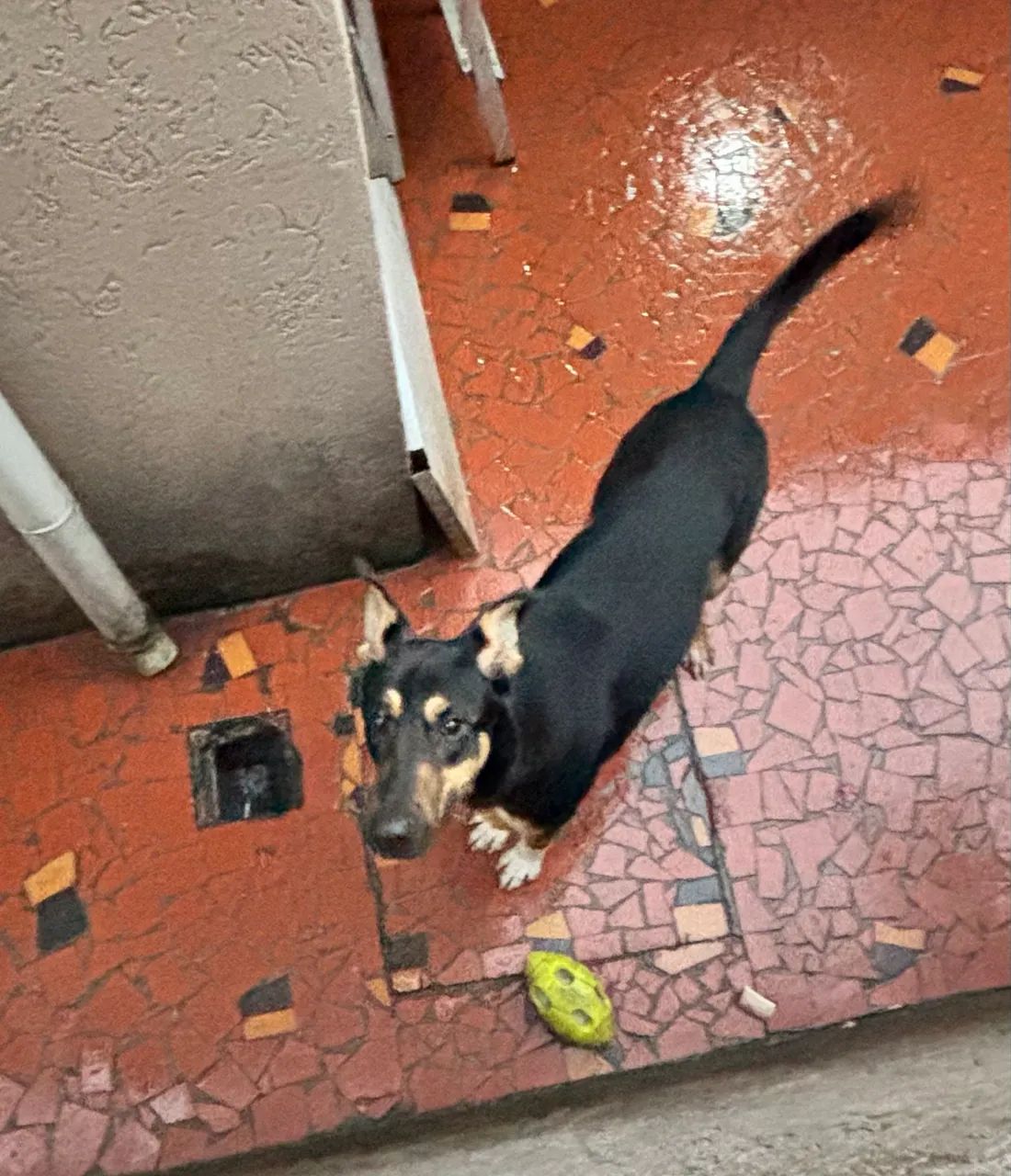     Linda Cachorrinha de Grande Porte Disponível para Adoção - Foto 5
