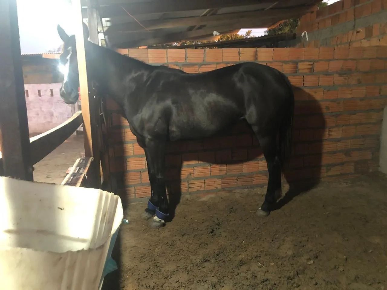 Vendo égua de esteira  - Foto 2