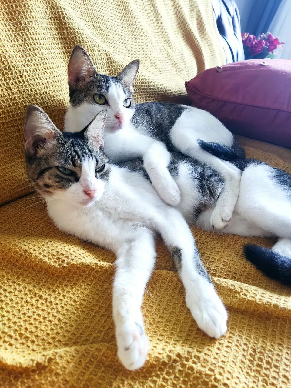 Gatas Fêmeas Castradas - Foto 4
