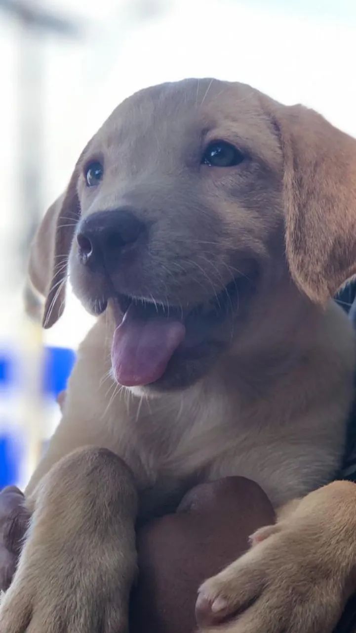 Labrador retriever lindos e charmosos  - Foto 5