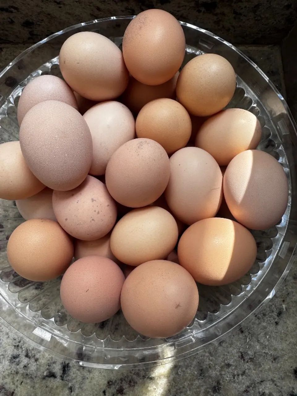 Ovos de galinha Brahma  - Foto 2