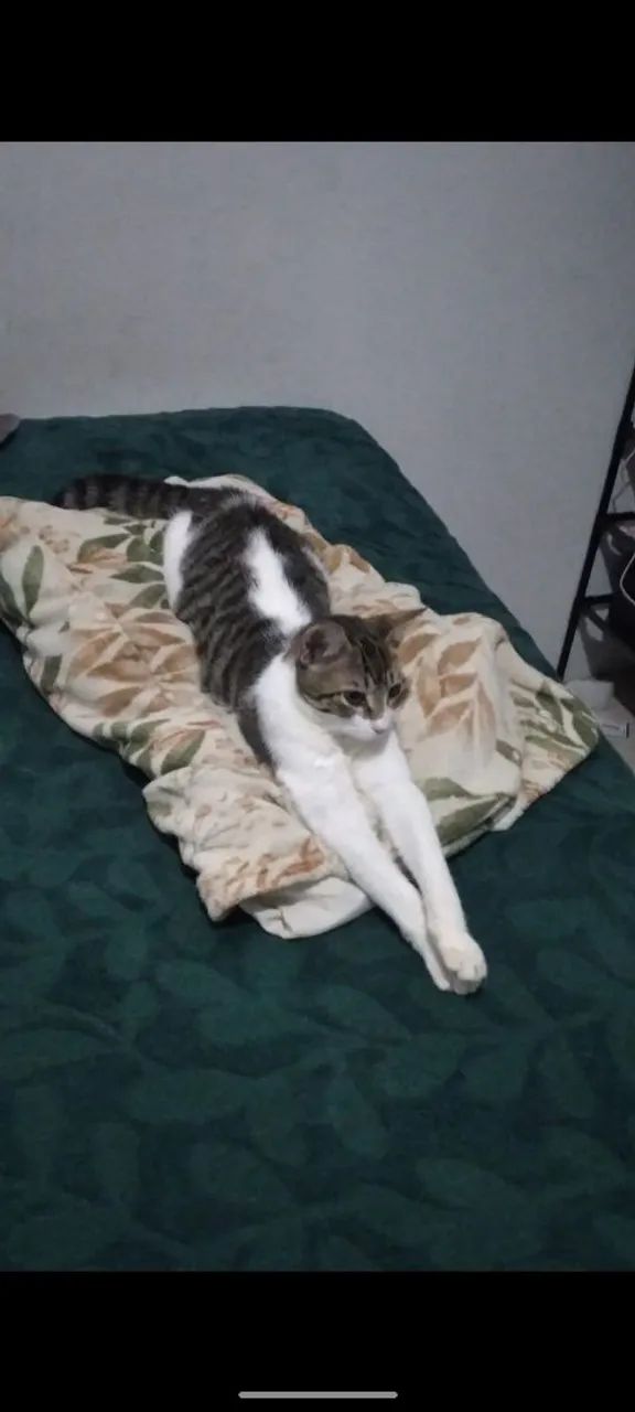Doa se uma gatinha  - Foto 2
