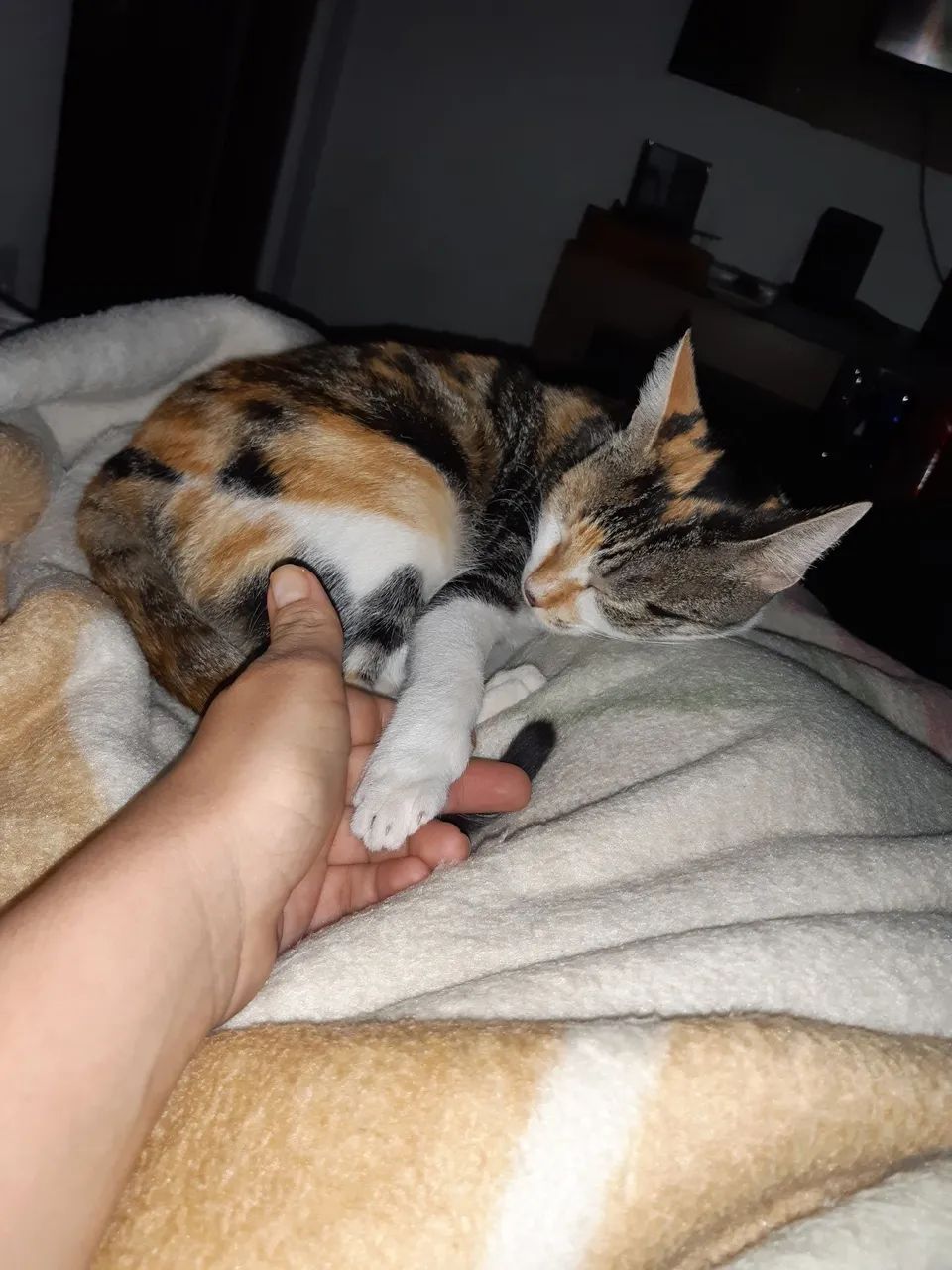 Gatinha doação  3 aninhos. - Foto 3
