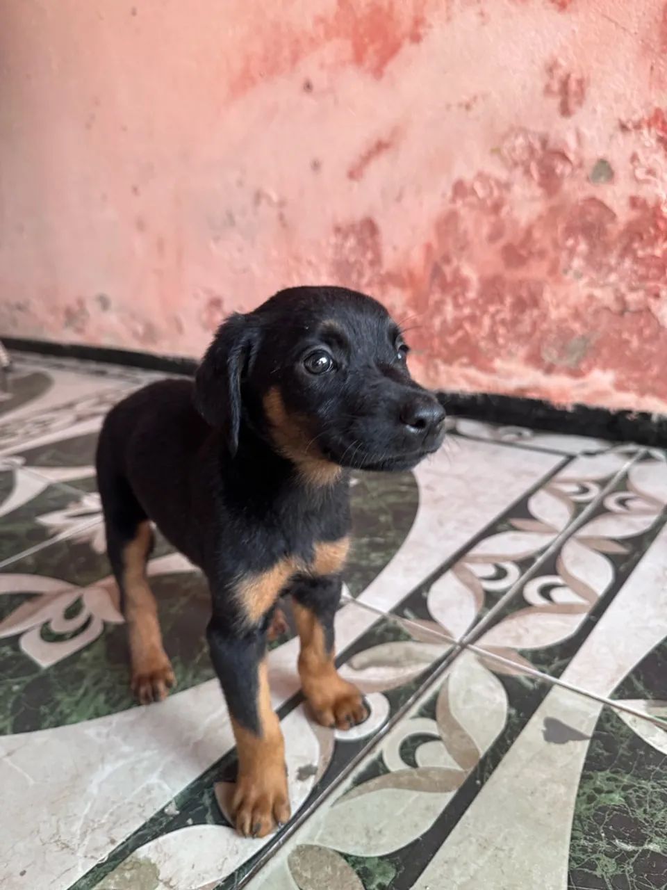 Filhote de Doberman - Foto 2