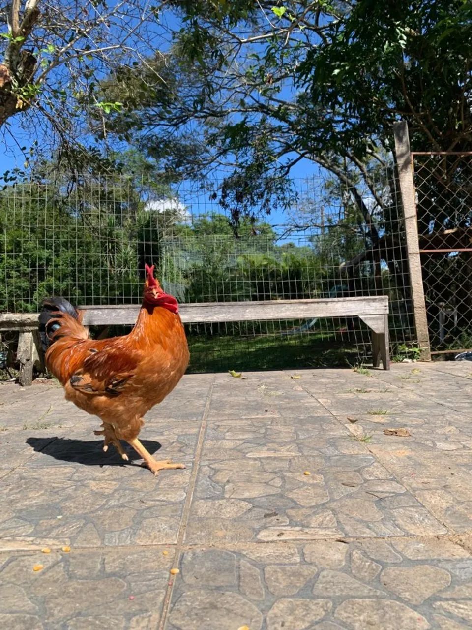 Galo Caipirão grandes e lindos R$ 90,00 - Foto 5