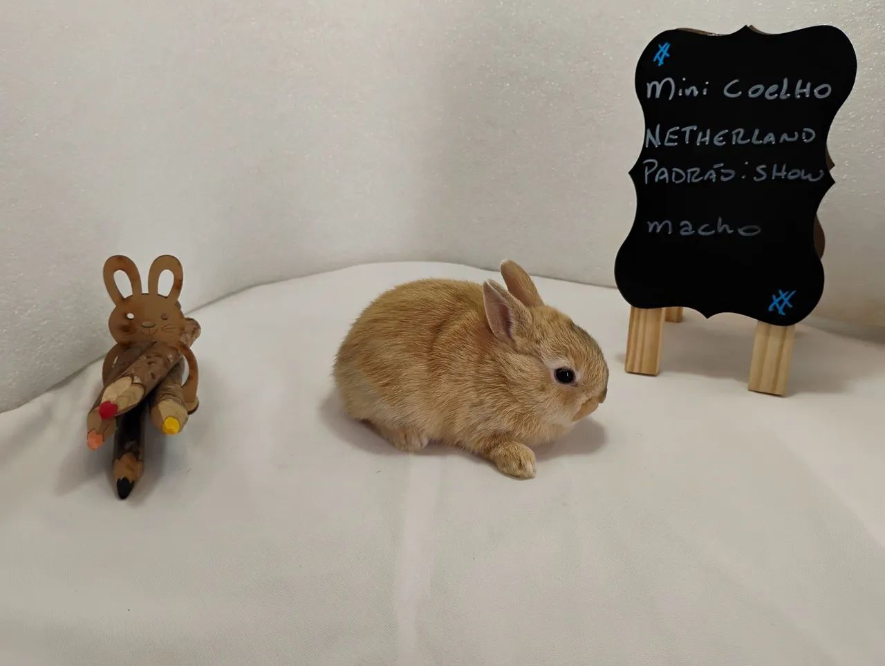 Mini Coelho Anão  - Foto 4