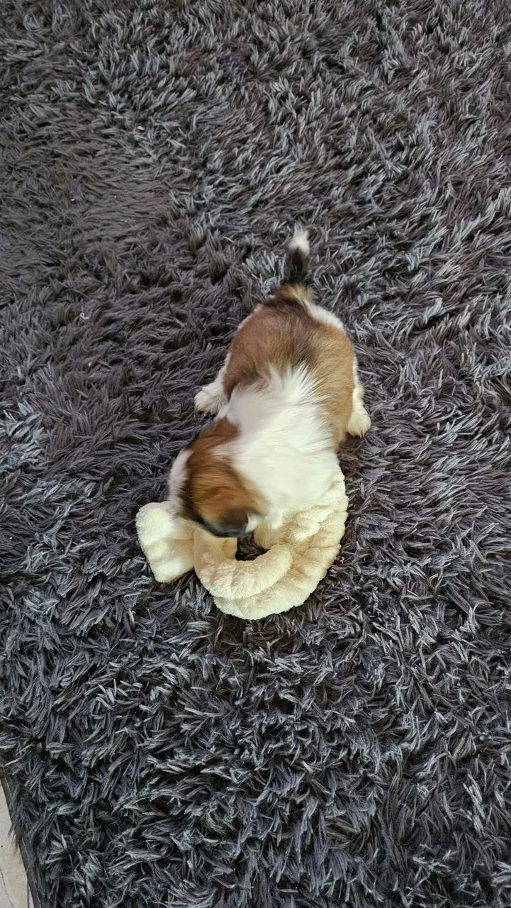 Filhote shih-tzo  - Foto 5