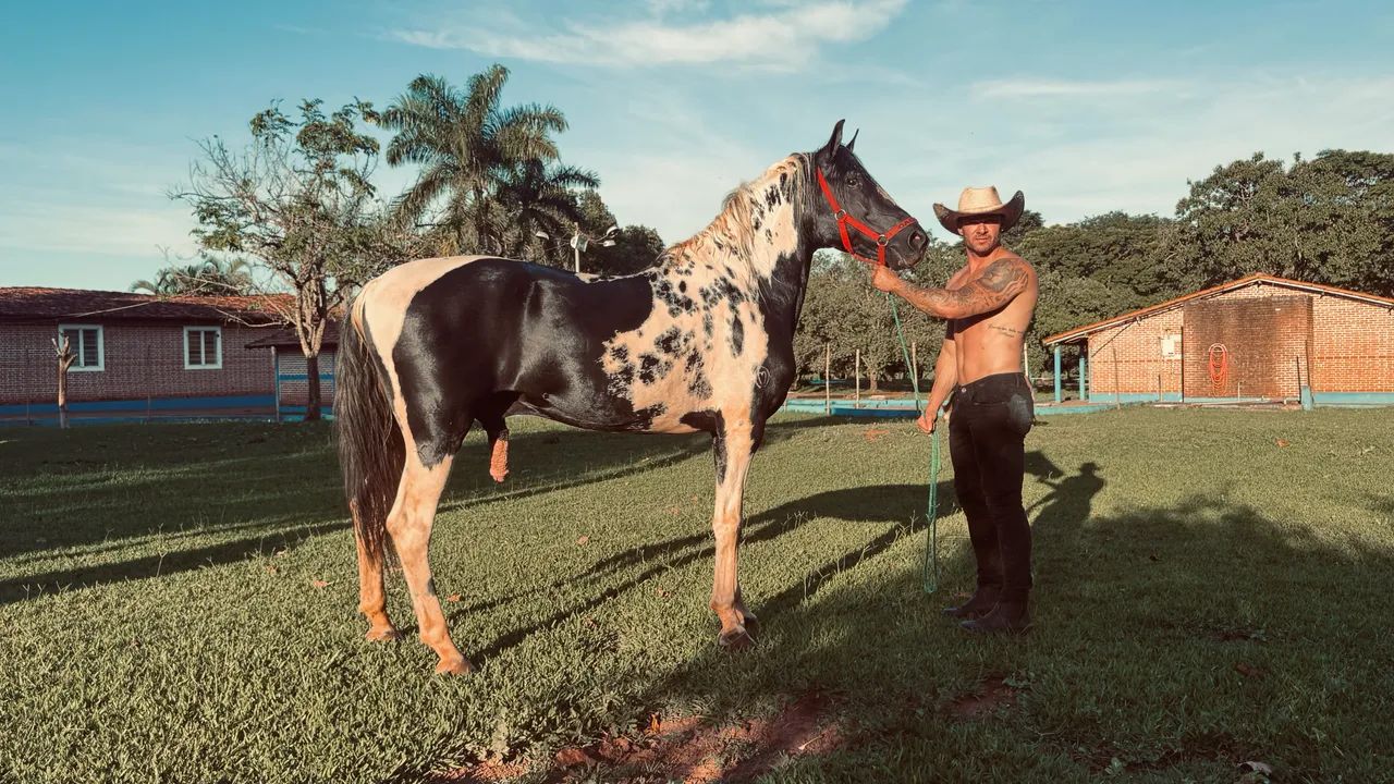 Vendo égua mangalarga machador linhagem tigrao café preço por oportunidade  - Foto 6