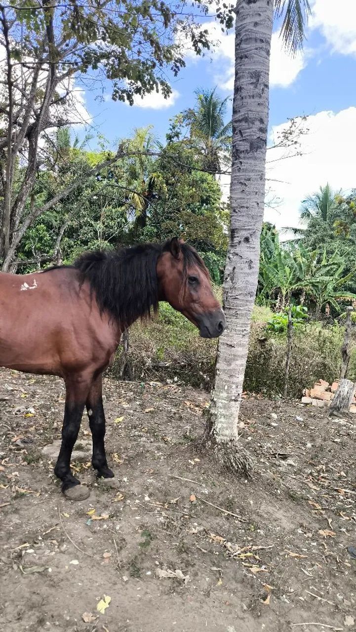 Cavalo manso, carroça testado  - Foto 2