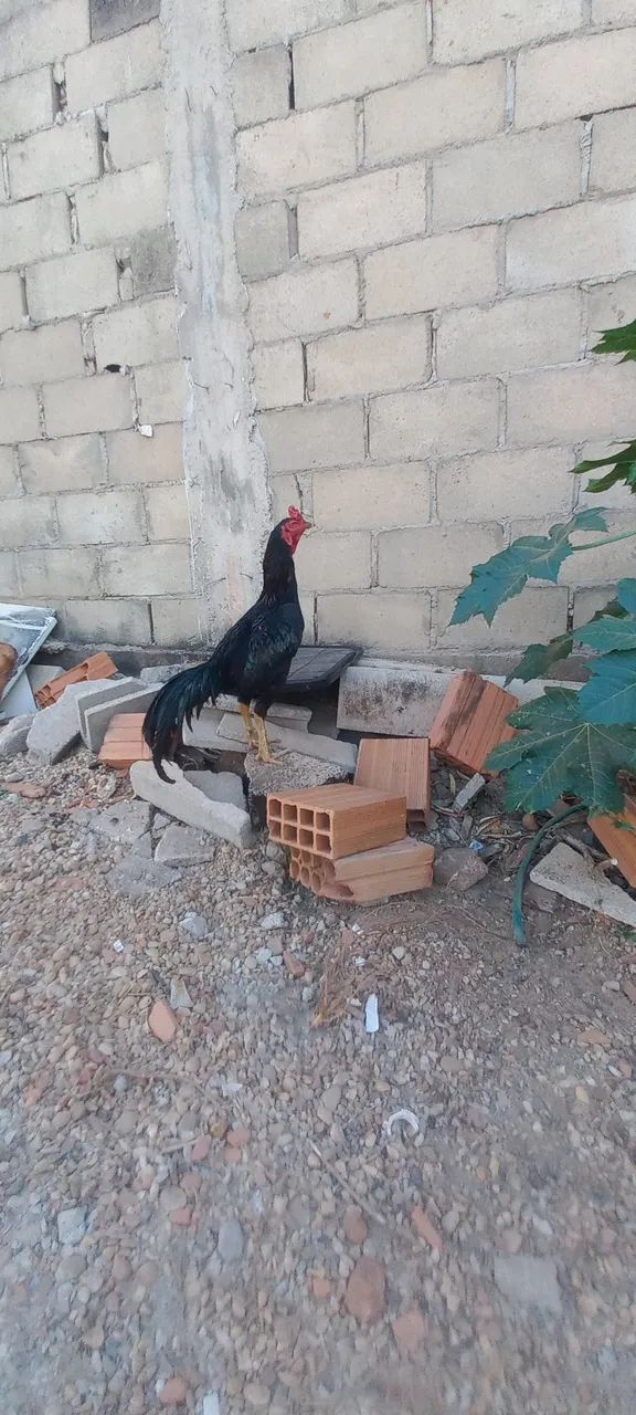 Animais - Foto 2