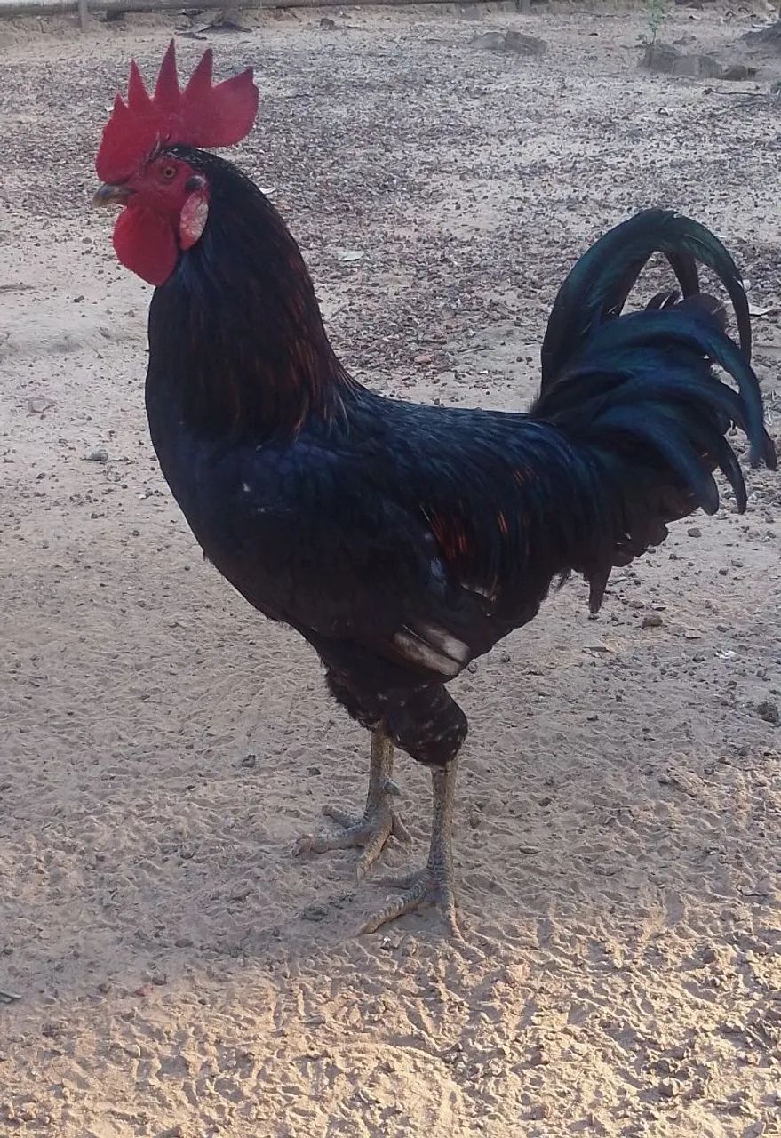 Galo e Galinha Caipira  - Foto 2