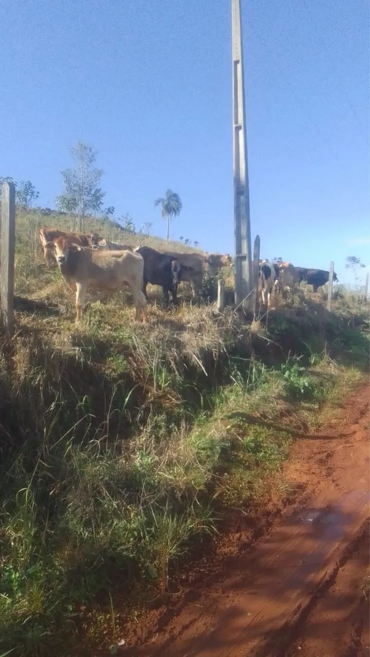Foto - Cascavel - Santa Cruz