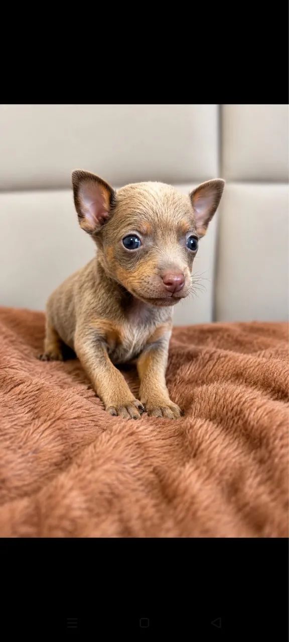 Pinscher miniatura  - Foto 5
