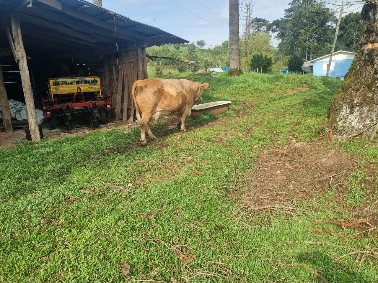 Vaca  - Foto 2