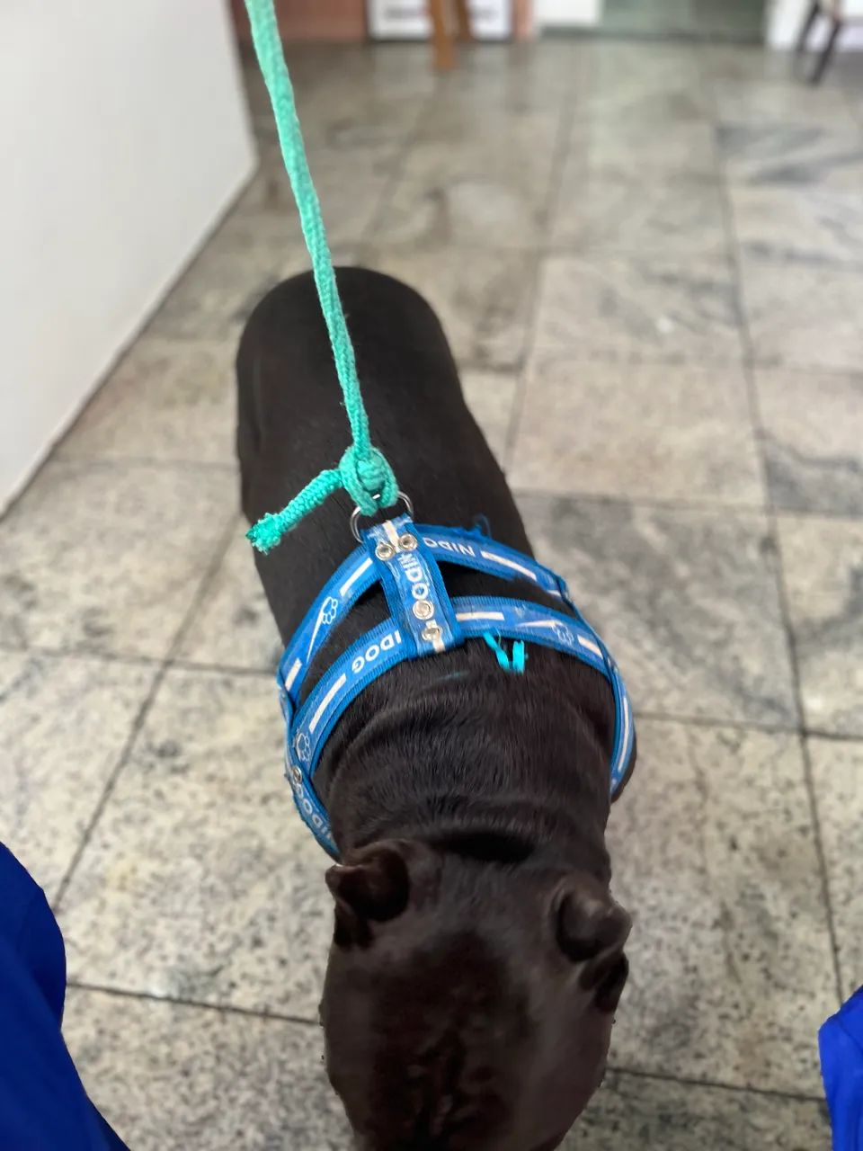 AMERICAN BULLY NÃO CASTRADO  - Foto 4