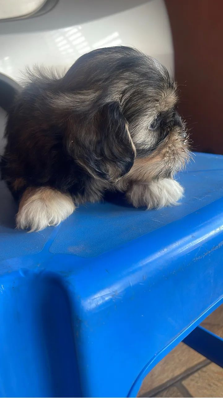 Filhotes de shih tzu  - Foto 4