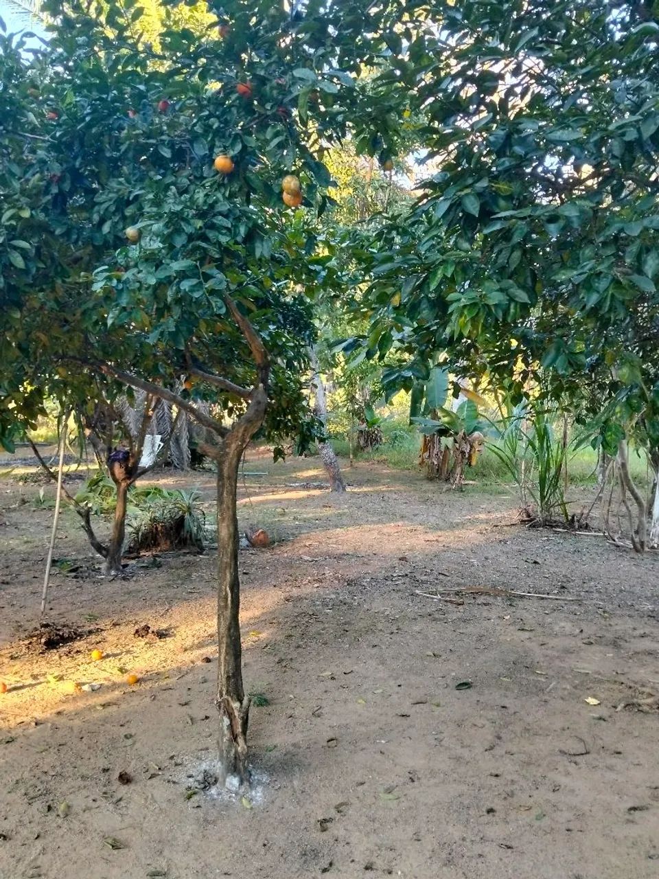 Chácara em linhares - Foto 2