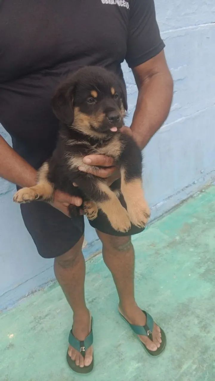 Vende-se cachorro rottweiler  - Foto 2