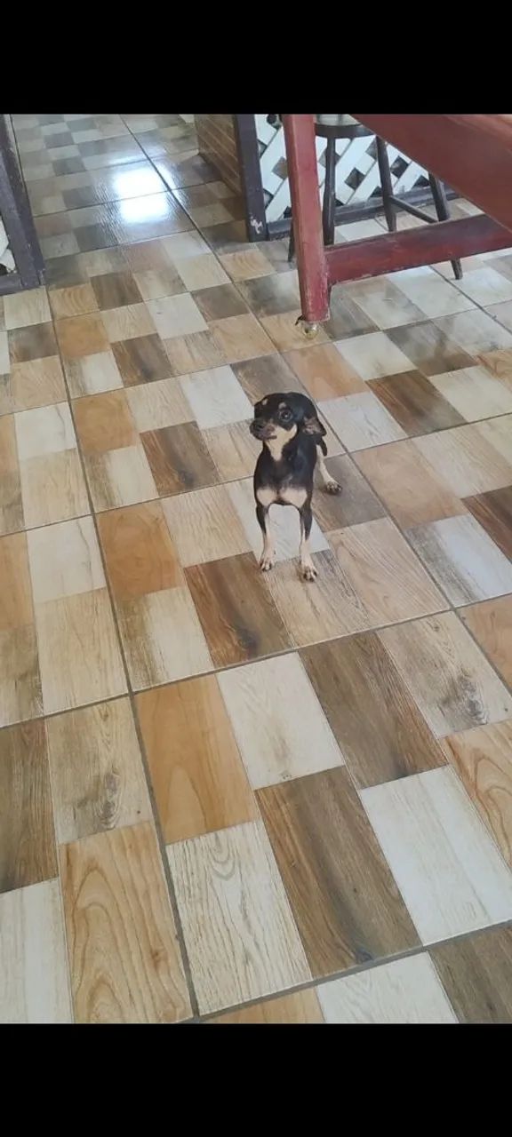 Pinscher  - Foto 3