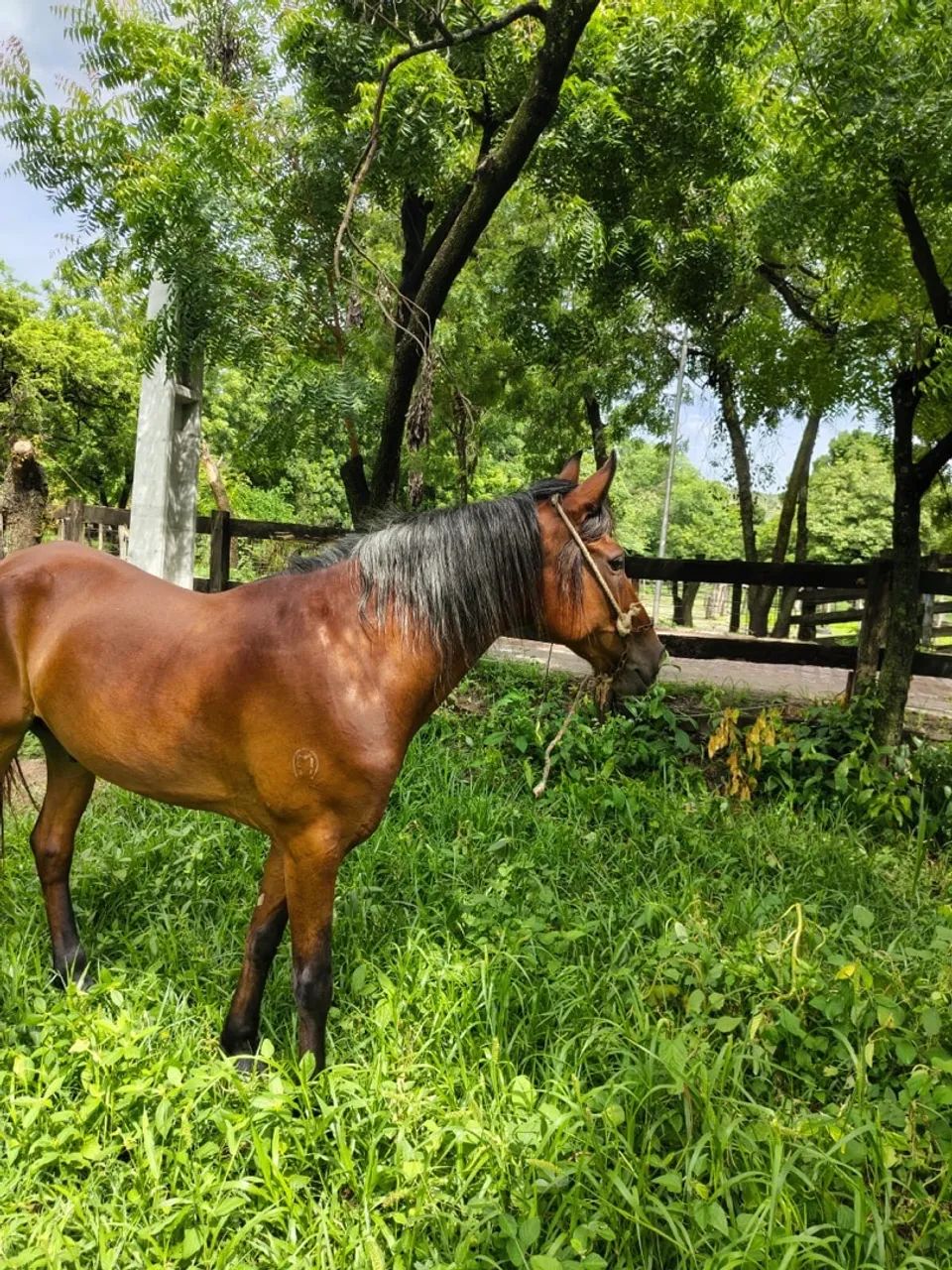Mangalarga