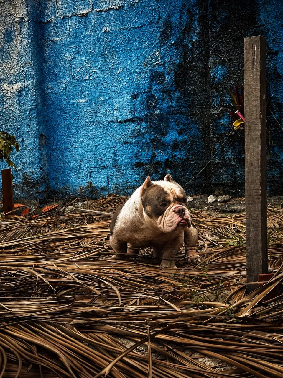 American bully micro 