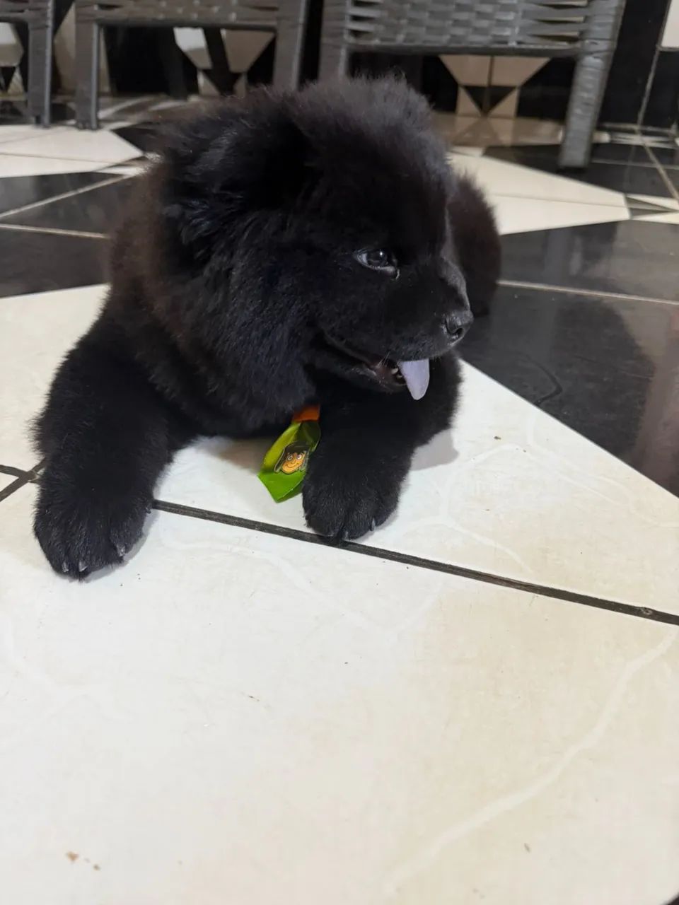 Animais de estimação  - Foto 5