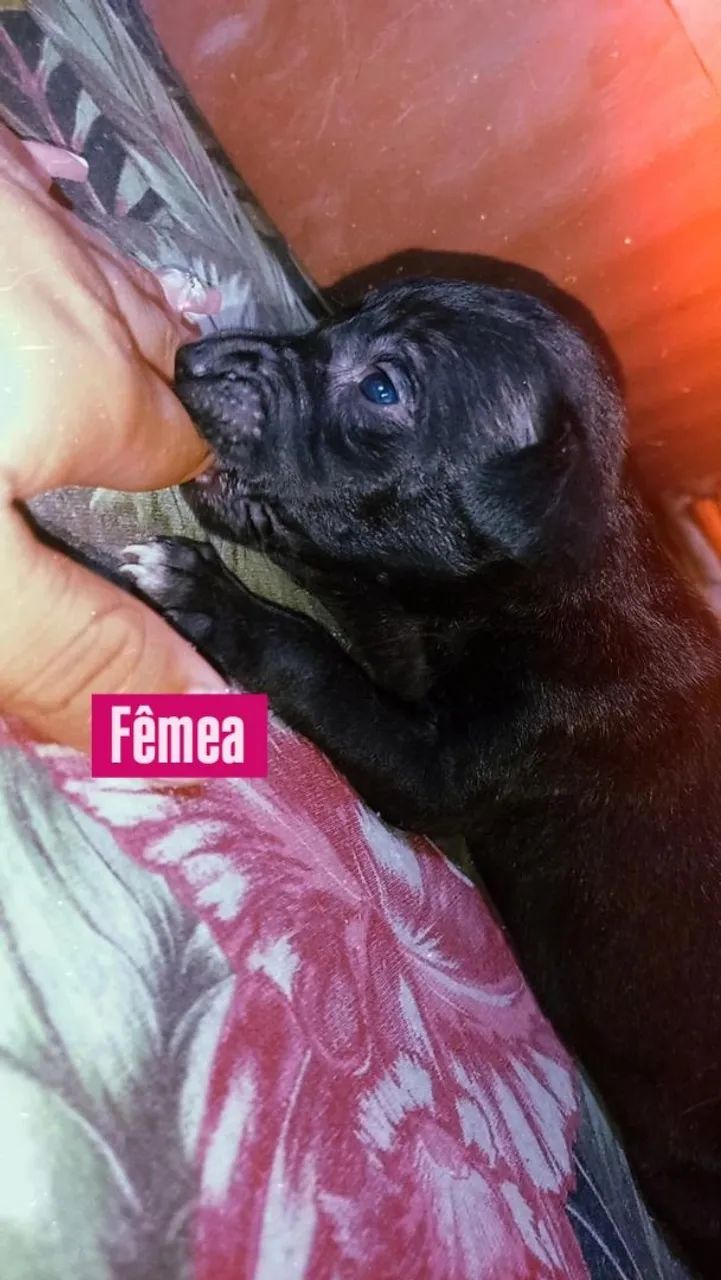 Doação  - Foto 2