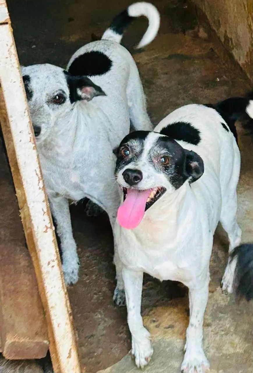 Doação! Adote com amor  - Foto 3