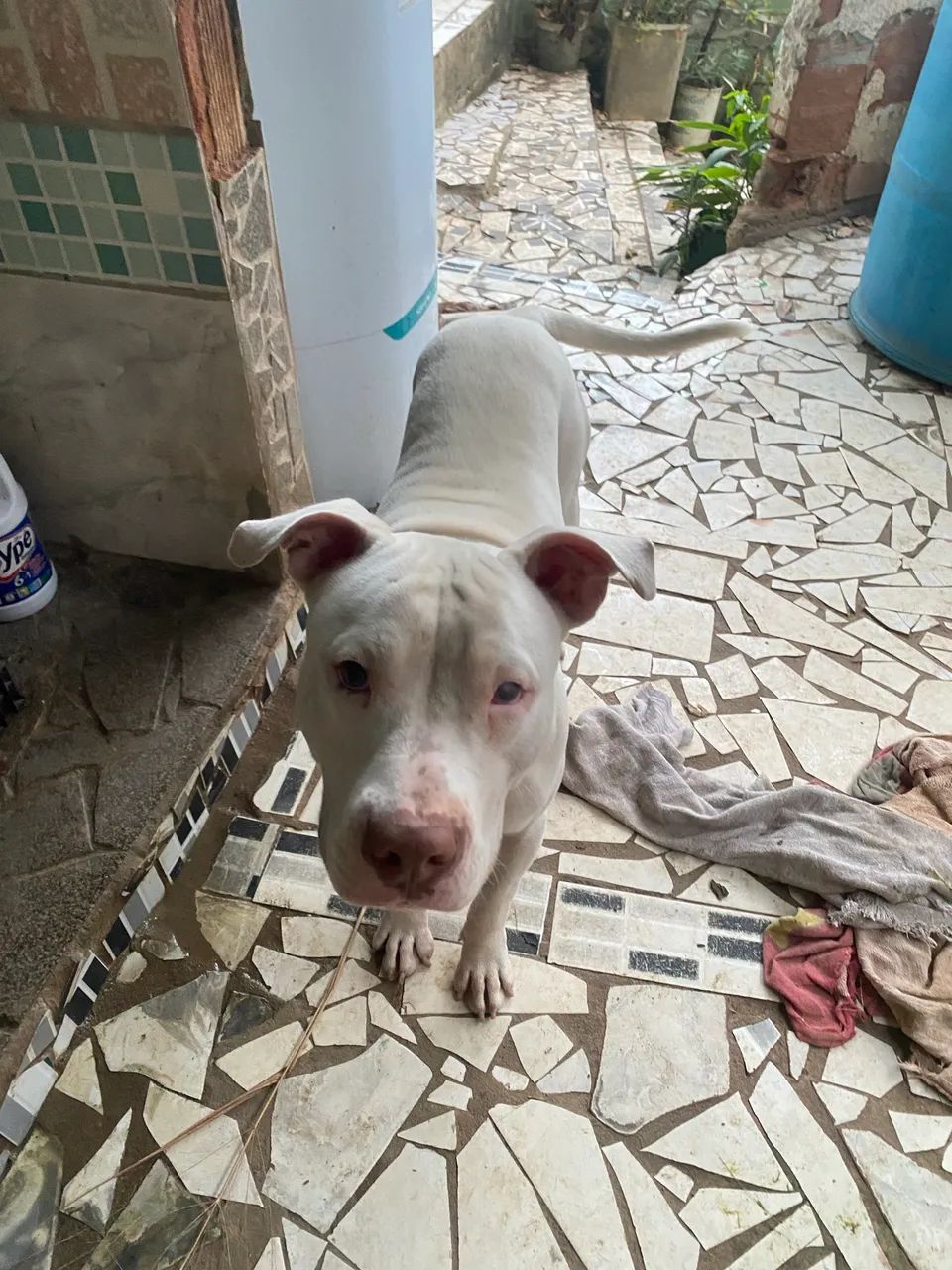 Vende-se pitbull puro  - Foto 3