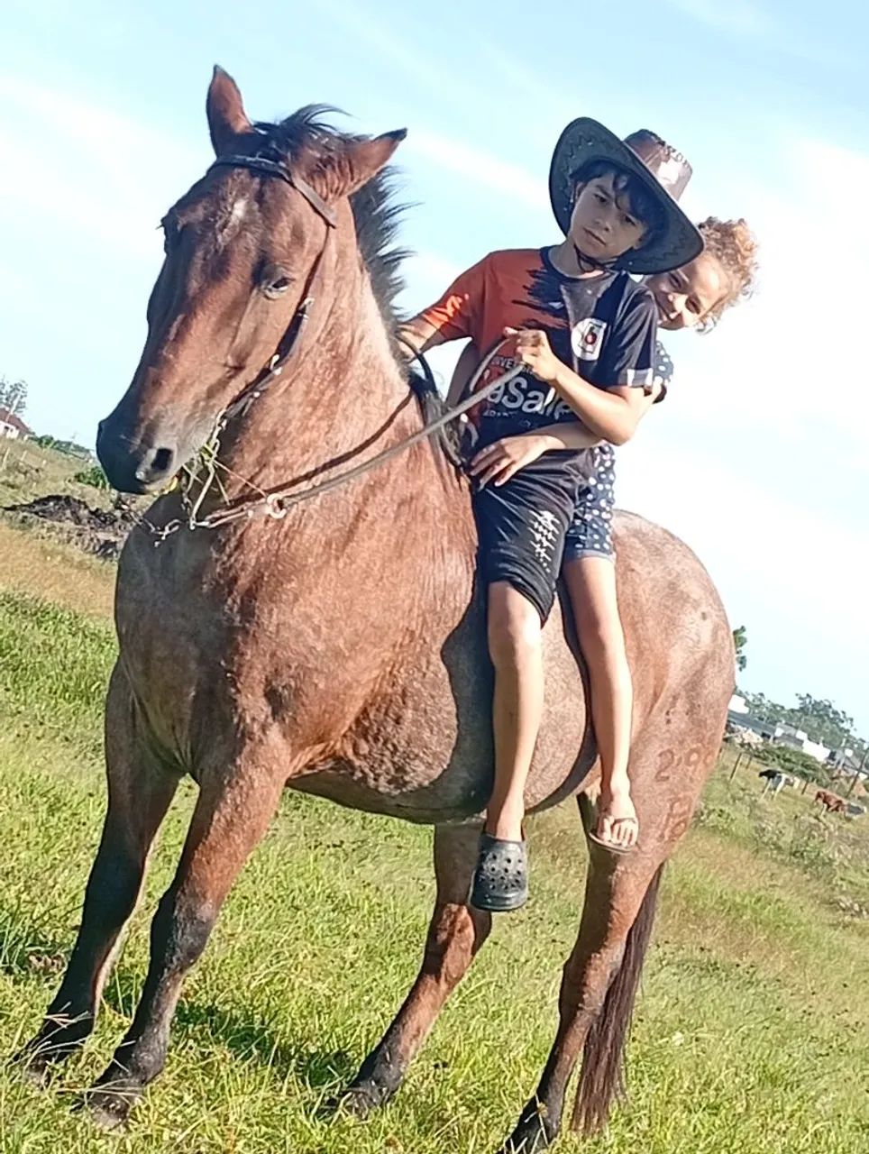 Cavalo  - Foto 2