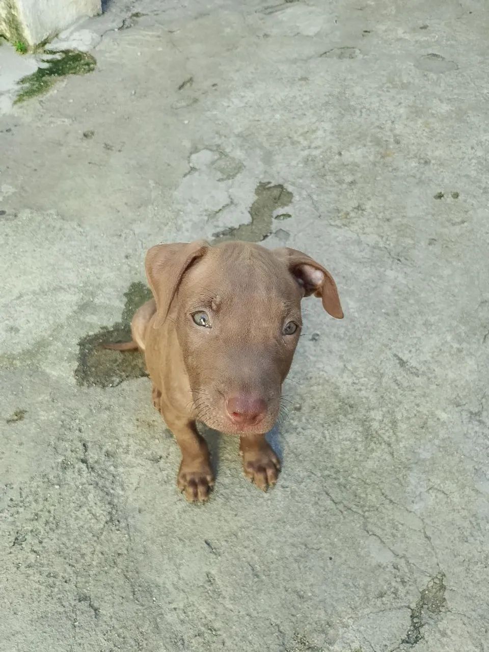 Filhotes de Pitbull  - Foto 2