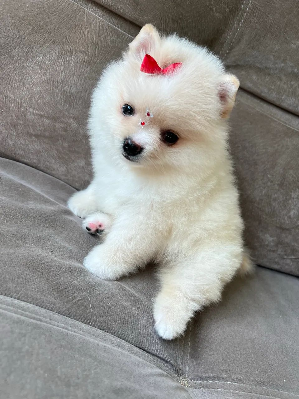 Spitz alemão fêmea - Foto 3