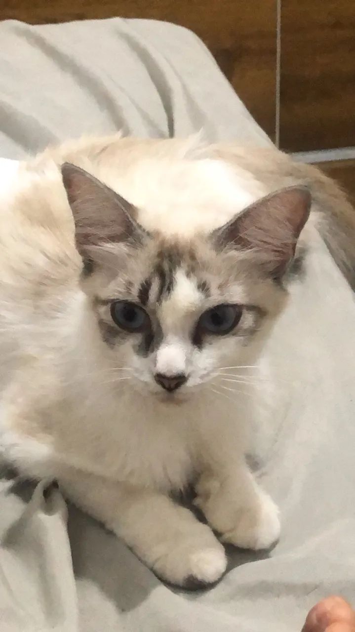 Gatinhos para. Doação  - Foto 3