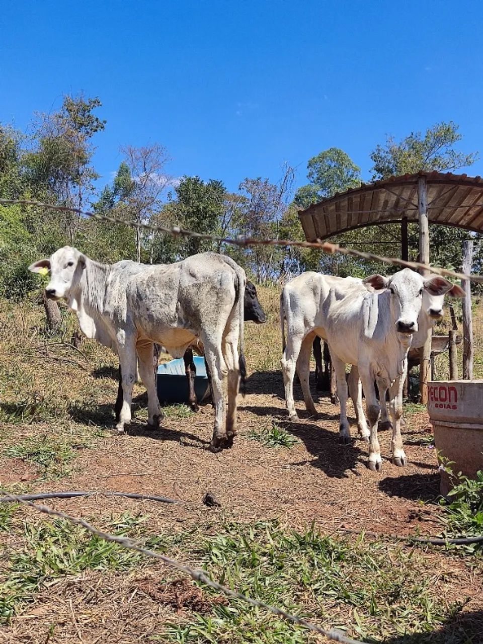 Novilhas  - Foto 2