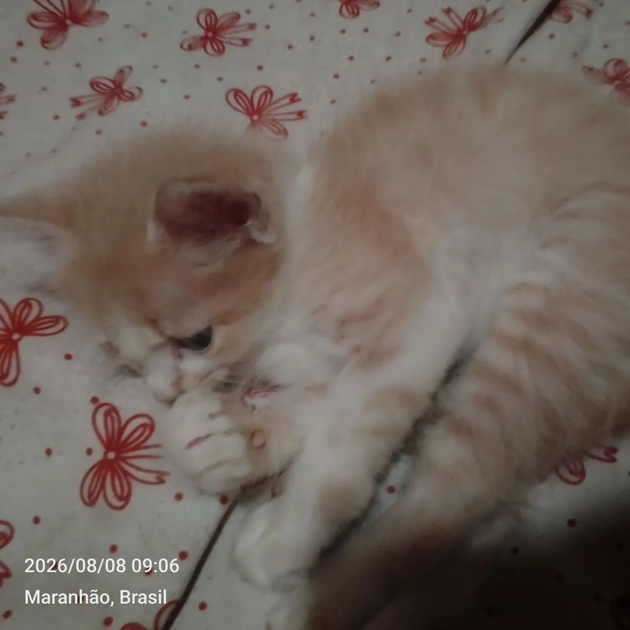 Gata - Foto 5