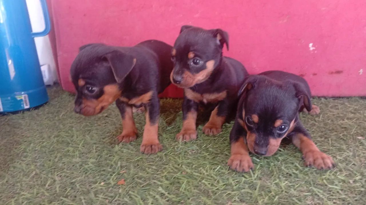 Pinchi zero  - Foto 5