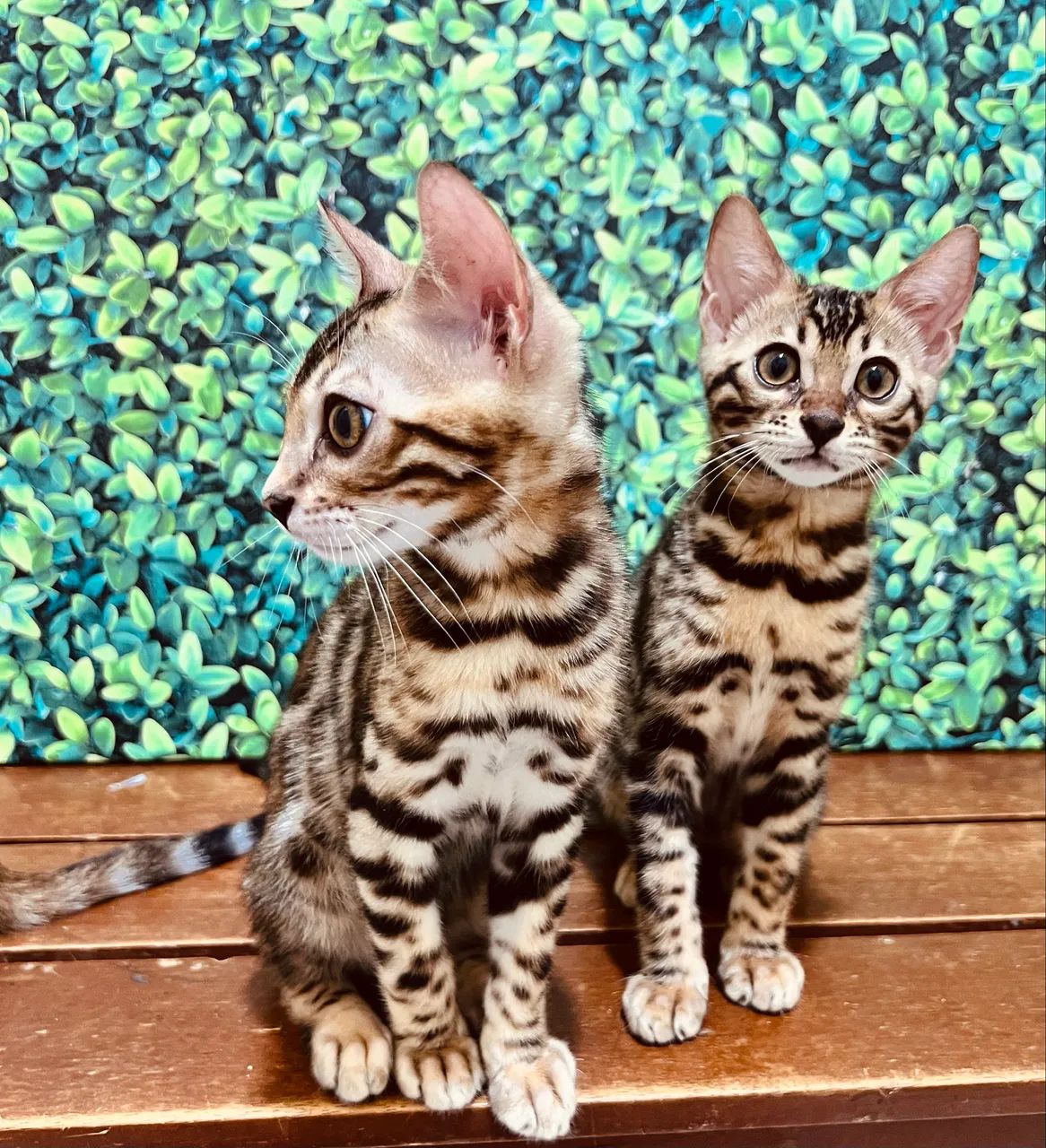 Gato Bengal 