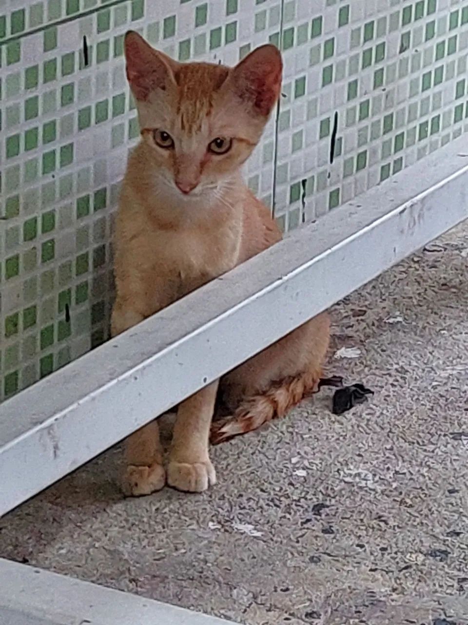 Amoroso gatinho amarelo dos olhos amarelos. - Foto 3