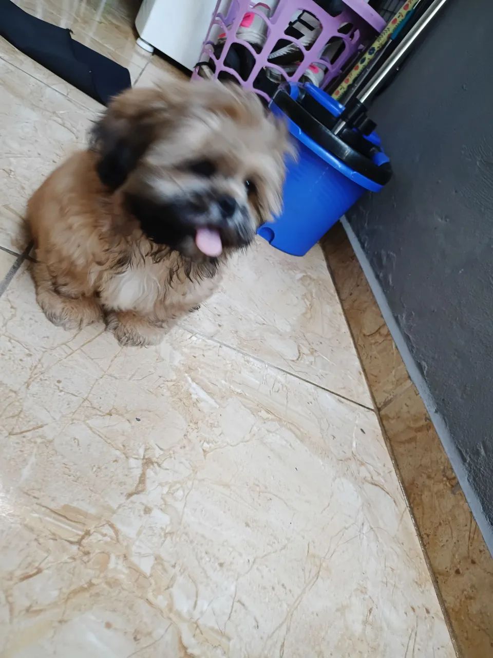 Shitshu  - Foto 3
