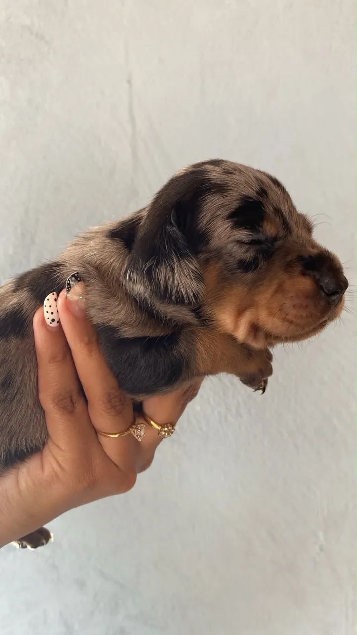 Cachorro salsicha mofado  - Foto 3