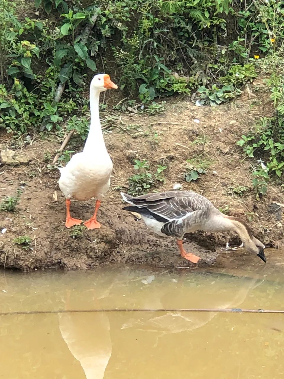 Casal de Ganso Sinaleiro Chines - Foto 2
