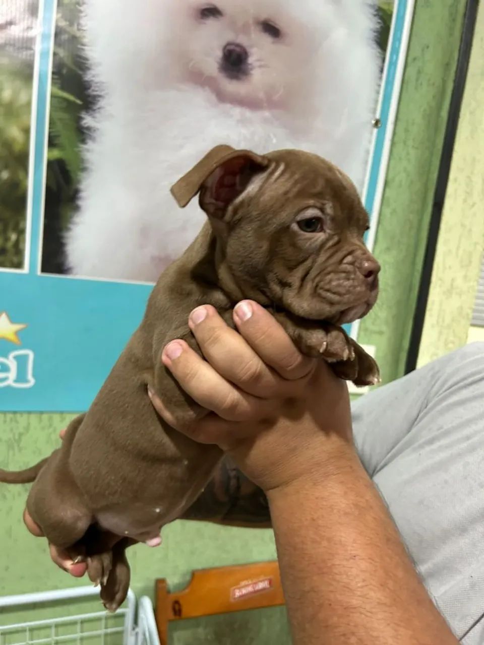 American bully micro com pocket