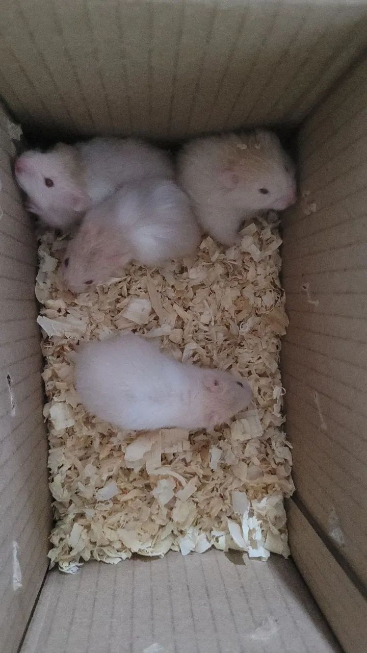 Hamster sirio macho e femea  - Foto 3
