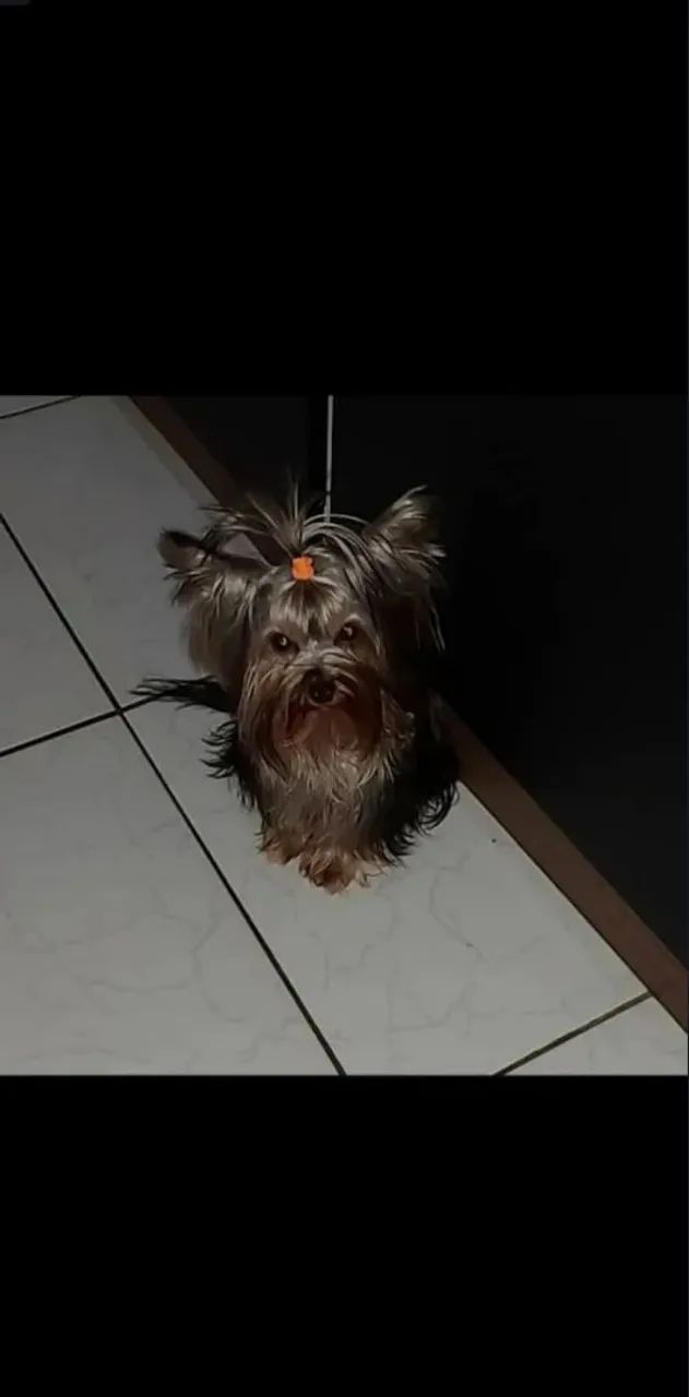 Yorkshire Terrier MACHO  - Foto 4