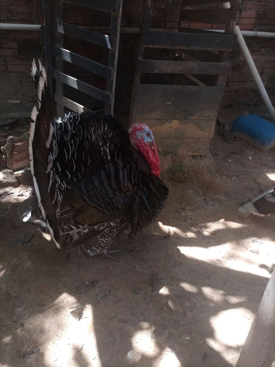 Perú 